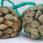 Balkan fish