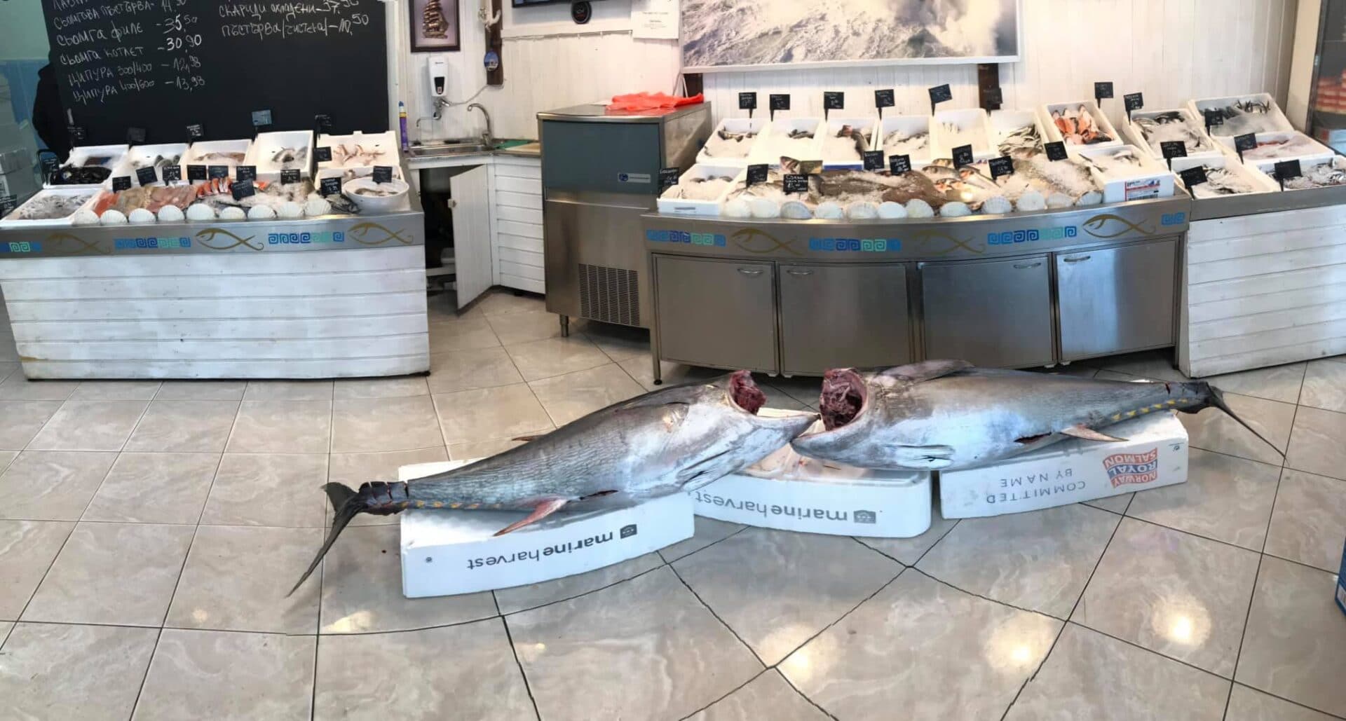 Balkan fish