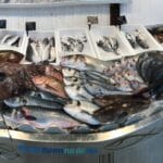 Balkan fish