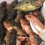 Balkan fish