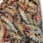 Balkan fish