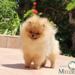Развъдник за померани Melody Pom