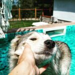 Бутиковите къщи Dakota Forest Retreat Батак